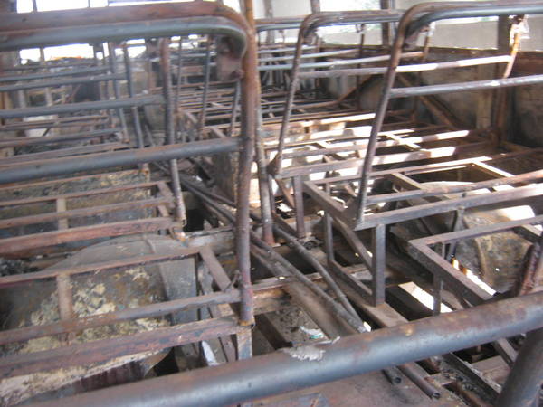 ASHOK-LEYLAND 2009 picture 6